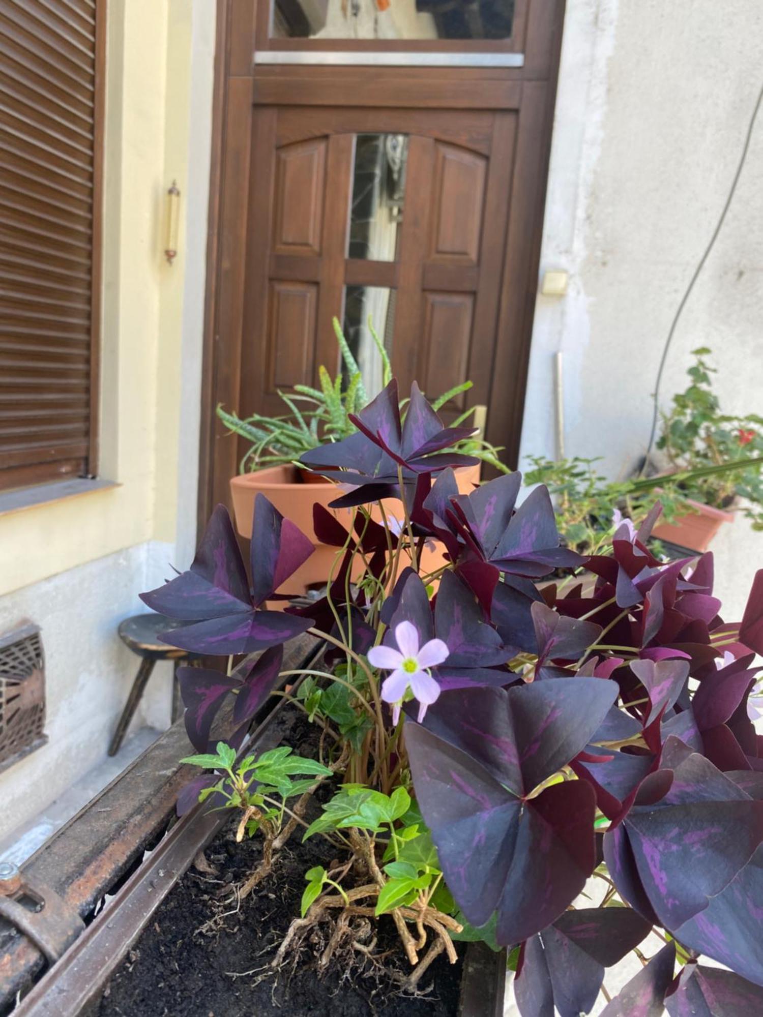 Budapest Oasis One Bedroom For Renting ภายนอก รูปภาพ